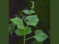 Ivy-Leaf Senecio